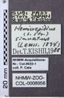 Etiketten zu Hemicrepidius sinuatus (NHMW-ZOO-COL-0008956)